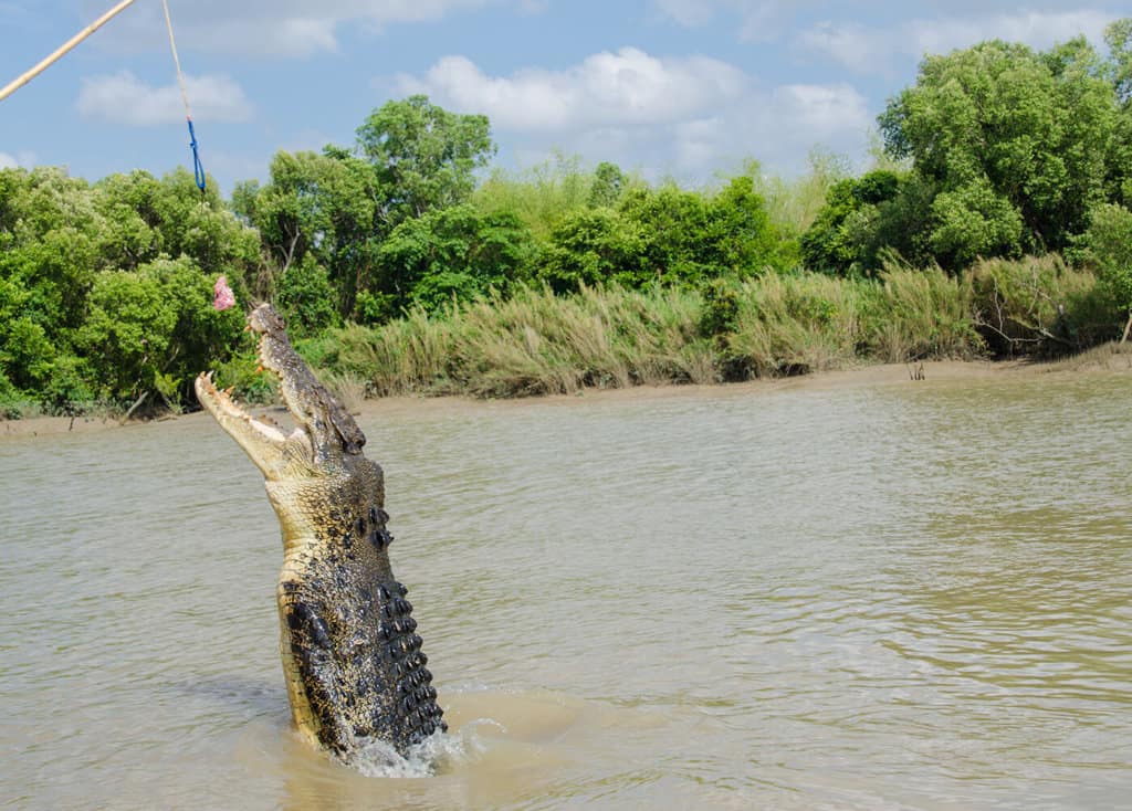 crocodile-marin-australie