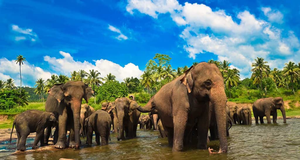 sri lanka