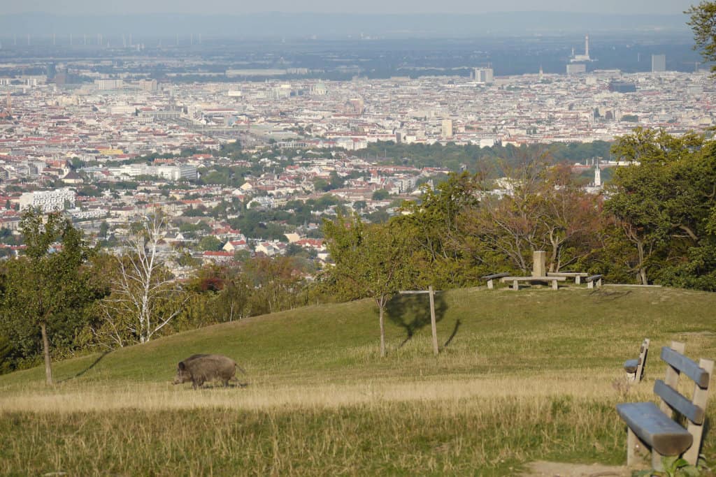 vienne Lainzer Tiergarten