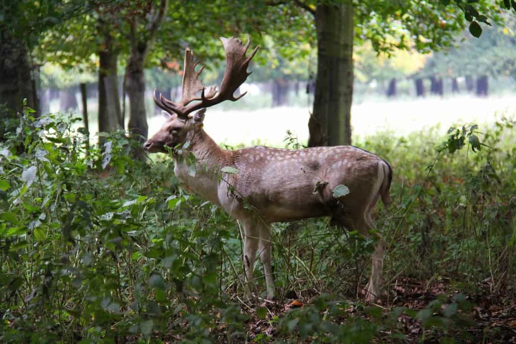 phoenix park a dublin