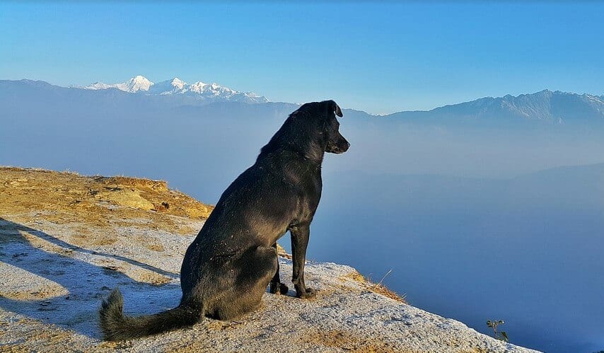 voyager avec son chien