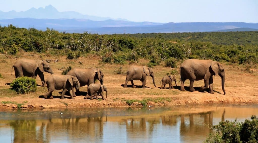 decouvrir kruger national parc