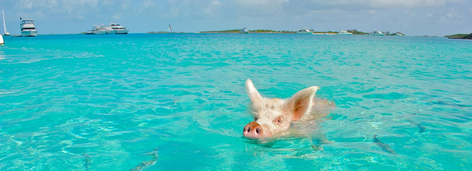 decouvrir les bahamas