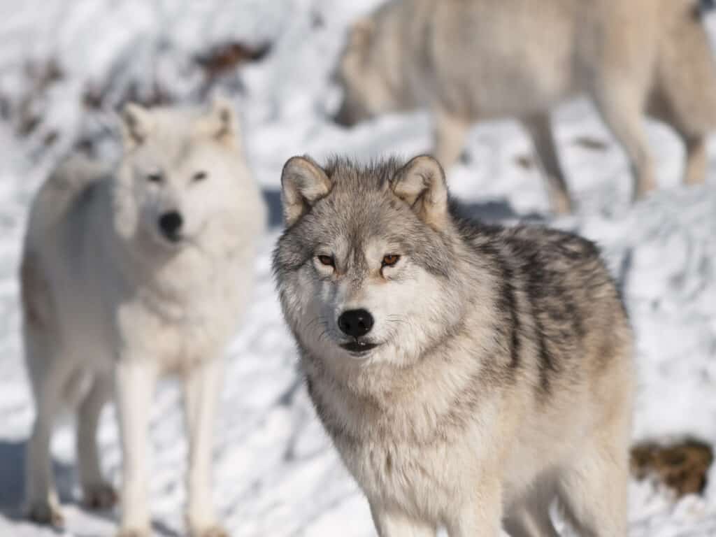 animaux loup arctique