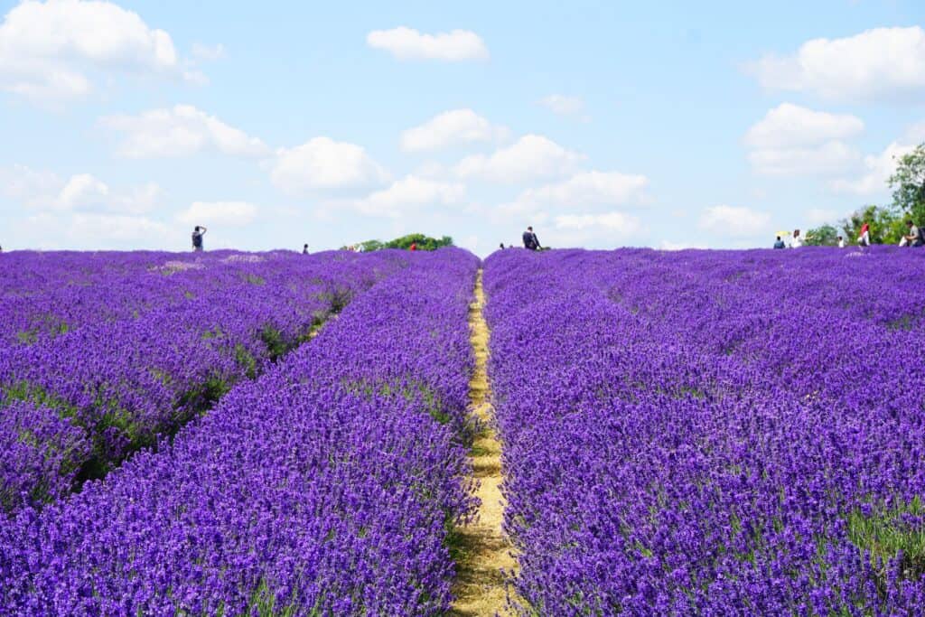 mayfield lieux insolites londres