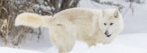 observer loup arctique