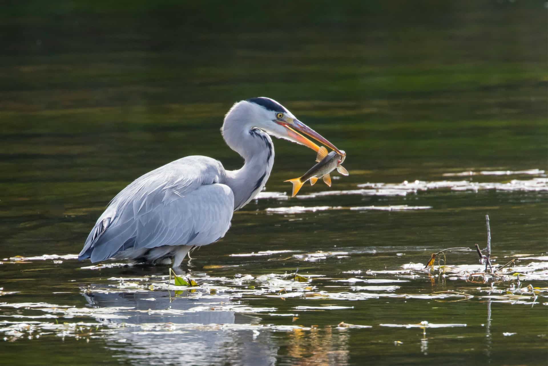 herons en dordogne