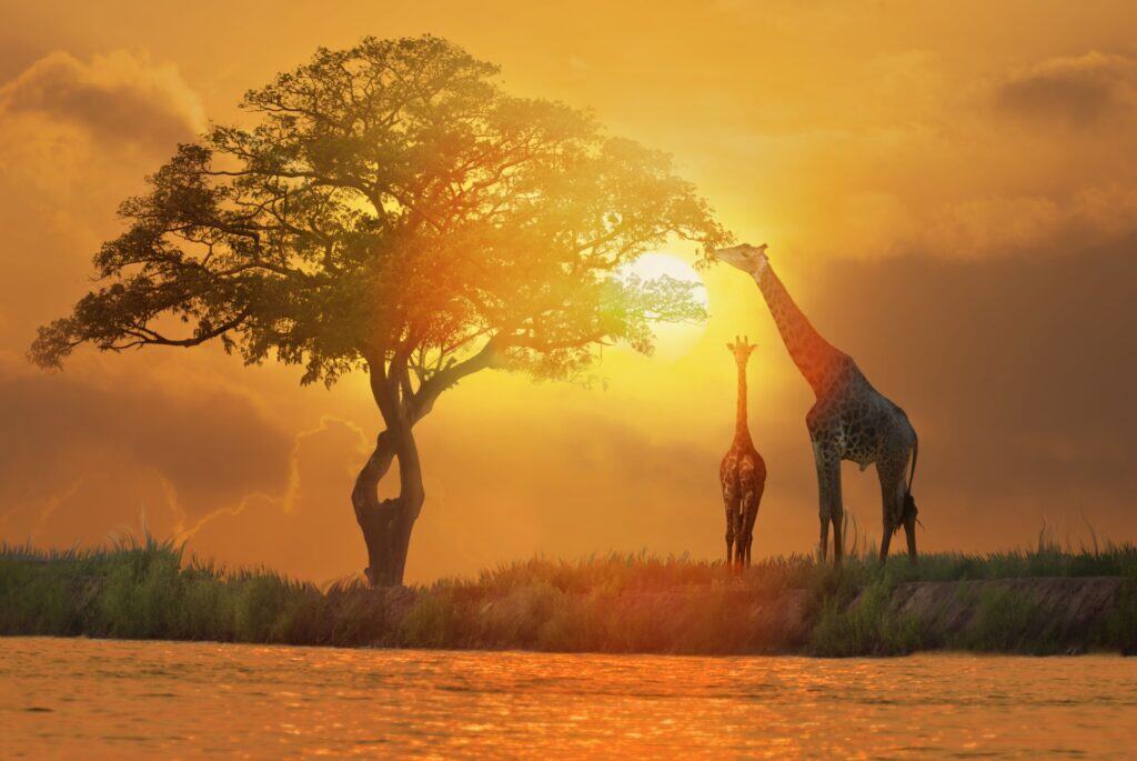 quand partir afrique du sud