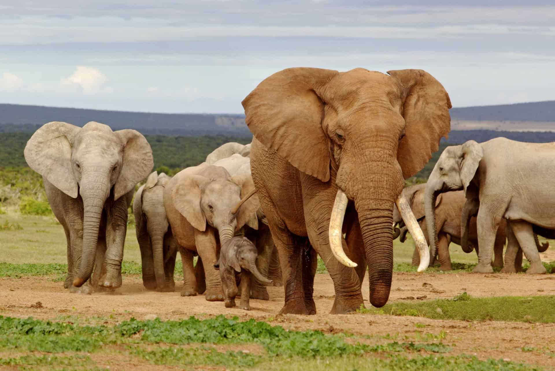 safari afrique du sud